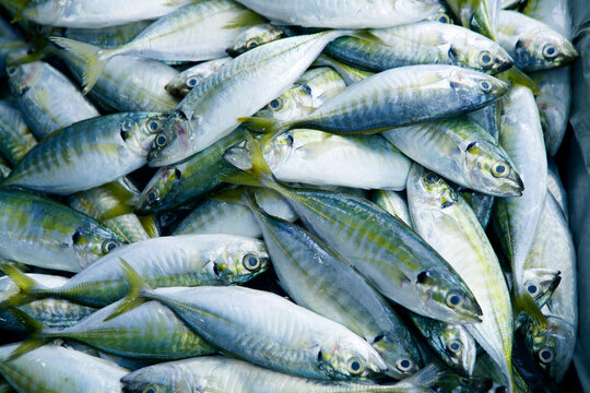 Freshly Caught Fish with Silver and Greenish Scales Piled Together for Sale