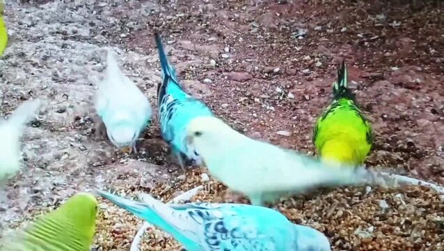Colorful parrots perched together on sandy ground in outdoor setting