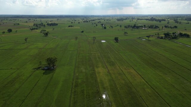 The rice-growing landscapes of northeastern Thailand are uniquely characterized by vast open field scattered with large trees. These areas serve as one of the country's most important rice-producing.