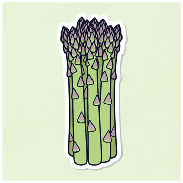 Fresh green asparagus spears bunch vegetable.