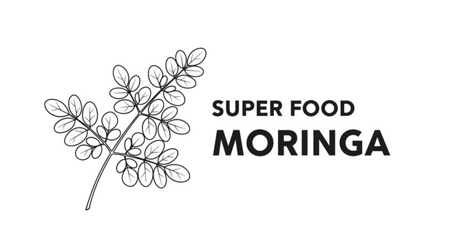 Health and wellness concept featuring a botanical sketch of moringa leaves next to bold text identifying it as a super food supplement.