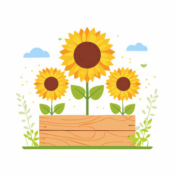 Three Sunflowers Growing in a Wooden Planter Box