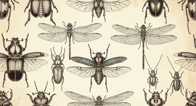 Insects beetles dragonflies illustration