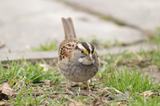 White throated sparrow on the ground with something sticking to its face