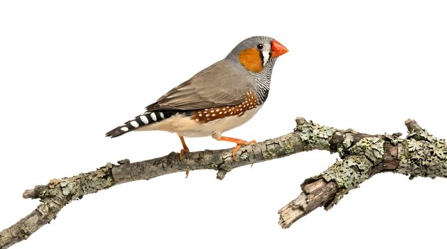 Zebra Finch Bird Sitting on Branch Cut Out for Educational Design