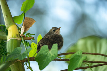 Obraz premium Earth day and environment day concept to sustainability, young bird on branch, green leaf, nature background, wildlife scene, small animal, outdoor habitat