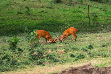 Obraz premium Earth day and environment day concept to sustainability, two deer fighting on green grass in wild meadow with natural scene and tense animal action