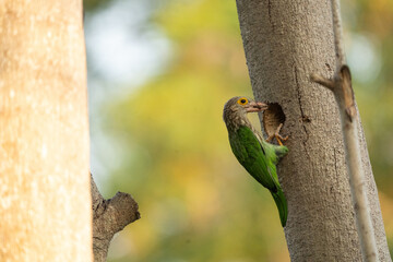 Obraz premium Earth day and environment day concept to sustainability, green bird tree trunk nest cavity wildlife nature woodpecker forest beak perch yellow eye bird green bird tree trunk near nest cavity