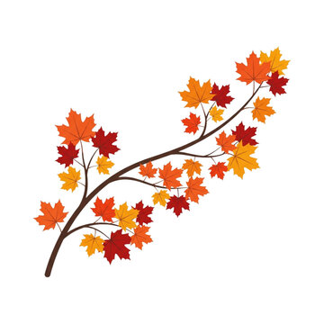 Vibrant Autumn Maple Branch