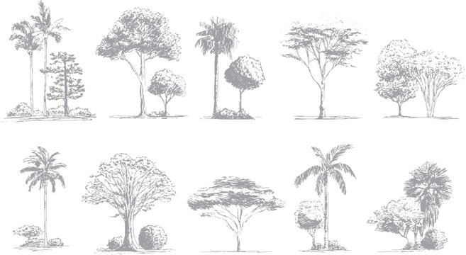 Minimal forest tree CAD collection for urban planning Detailed tree section vector with roots and line texture