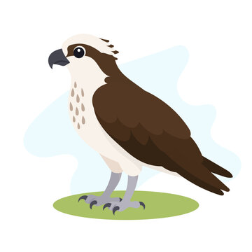 Osprey in minimal flat vector style, osprey isolated with bold natural shapes for trendy raptor wildlife illustration art