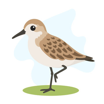Western sandpiper standing in minimal flat vector style, western sandpiper isolated with soft coastal wildlife illustration shapes