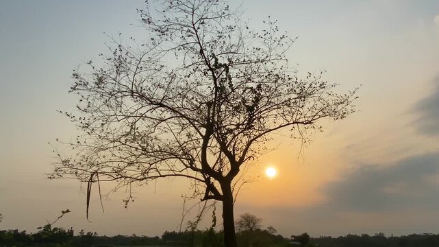 Birds fly away from lone tree beside rural path at sunset - pull back shot.