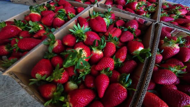close-up tracking shot revealing rows of ripe, vibrant red strawberries freshly collected, local food sovereignty and sustainable farming.