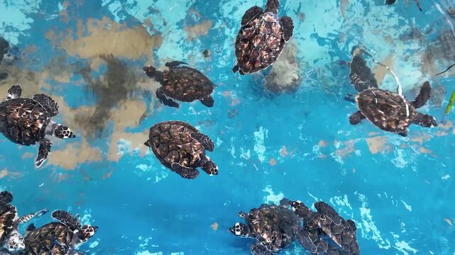 Top-down view of baby sea turtles Hatchlings paddle energetically splashing and swimming at the water surface inside a conservation tank for a rehabilitation marine center in Los Roques, Venezuela