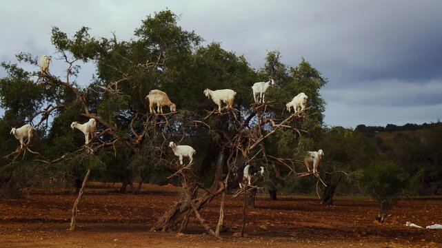 Surreal sight of a goat herd climbing and standing on thin branches of an Argan tree in Morocco.