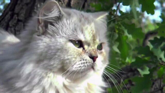 Unspecified Footage of Unknown Subject in 4K Resolution