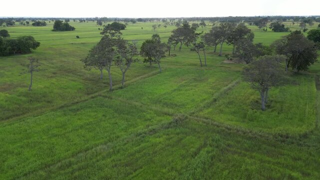 The rice-growing landscapes of northeastern Thailand are uniquely characterized by vast open field scattered with large trees. These areas serve as one of the country's most important rice-producing.