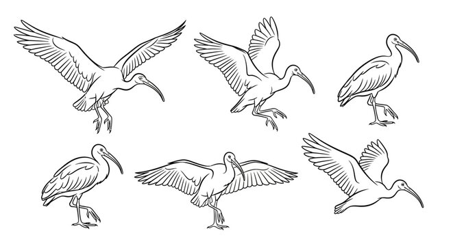 Ibis bird sketches in flying and standing poses, hand-drawn line art illustration