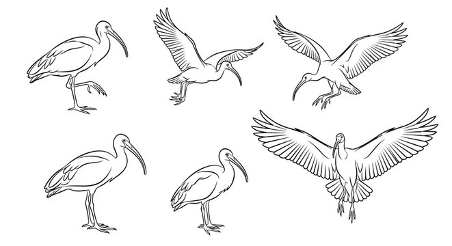 Ibis Bird Vector Illustrations in Various Poses and Flight