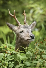 Fototapeten Rehe wild roe deer  © kevin