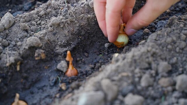 Close up of hand pressing onion sets into wet soil in garden bed. Planting onion bulbs in watered furrow row during spring vegetable garden planting