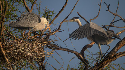 Fototapeta premium Two herons interacting at a nest, one delivering a twig. Dynamic wildlife behavior and nesting activity in natural habitat.
