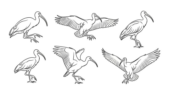 Ibis Bird Vector Set, Hand-Drawn Sketch Collection