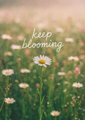 Fototapeta premium Inspirational daisy field message