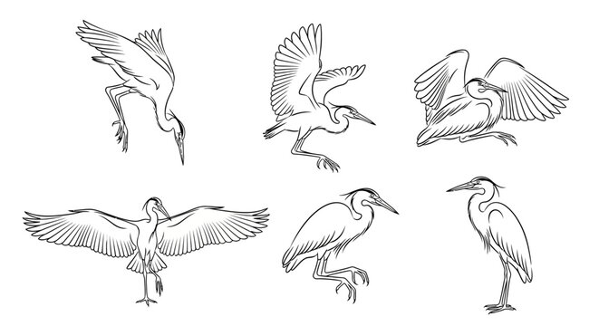 Hand-drawn sketch collection of herons in various dynamic poses