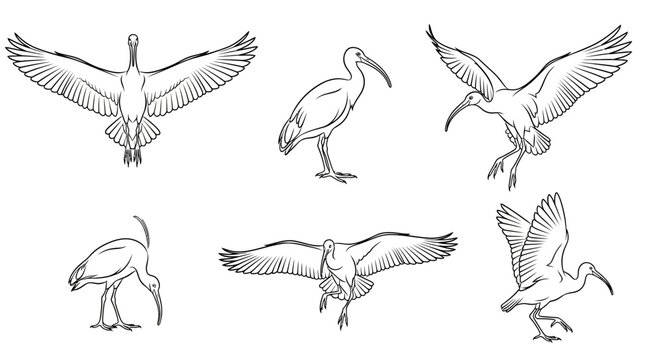 Ibis bird collection in various poses, hand-drawn vector illustration