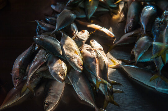 Processing and packaging of short-bodied mackerel in a small-scale factory.