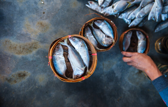 Processing and packaging of short-bodied mackerel in a small-scale factory.