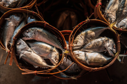 Processing and packaging of short-bodied mackerel in a small-scale factory.