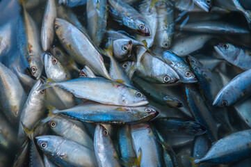 Fototapeta premium Processing and packaging of short-bodied mackerel in a small-scale factory.