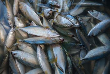 Fototapeta premium Processing and packaging of short-bodied mackerel in a small-scale factory.