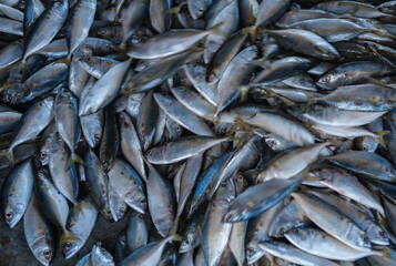 Obraz premium Processing and packaging of short-bodied mackerel in a small-scale factory.