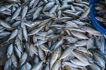 Obraz premium Processing and packaging of short-bodied mackerel in a small-scale factory.