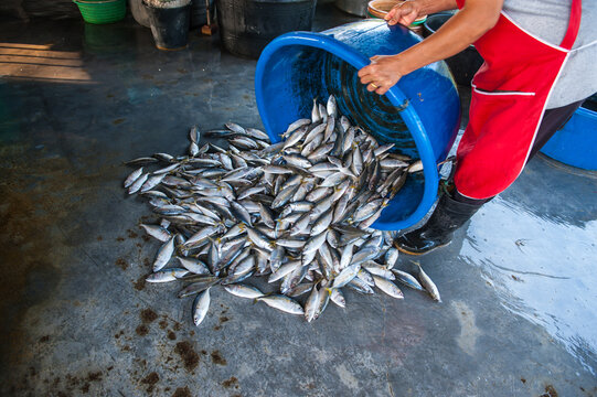 Processing and packaging of short-bodied mackerel in a small-scale factory.