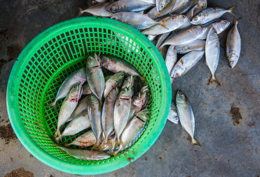 Processing and packaging of short-bodied mackerel in a small-scale factory.
