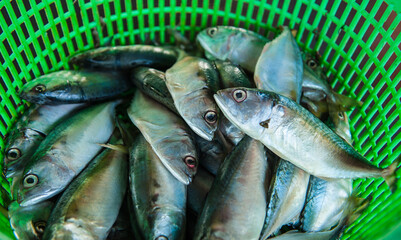 Obraz premium Processing and packaging of short-bodied mackerel in a small-scale factory.
