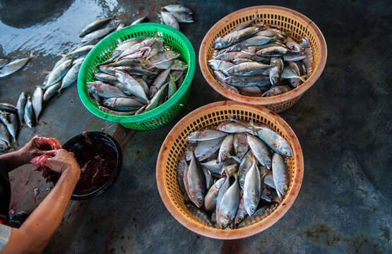 Processing and packaging of short-bodied mackerel in a small-scale factory.