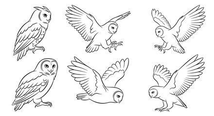 Obraz premium Set of Hand-Drawn Barn Owl Sketches in Various Poses