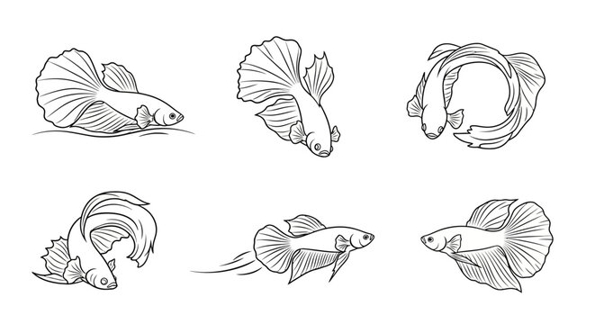 Betta Fish Line Art Set, Hand-Drawn Siamese Fighting Fish Collection