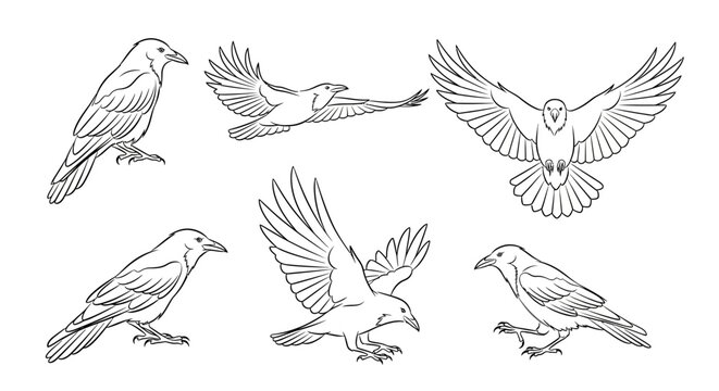 Set of hand-drawn crows in various poses, isolated black ink sketch