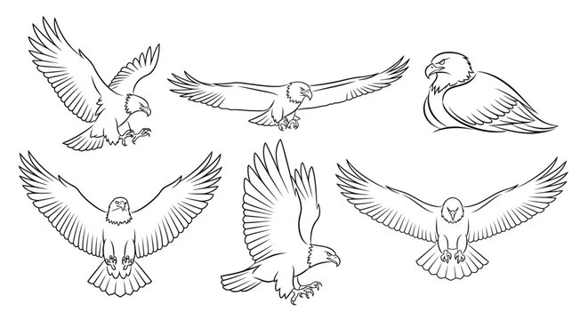 Set of Hand-Drawn Eagles in Various Flight Poses, Majestic Wildlife