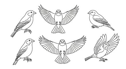 Obraz premium Set of Sparrow Illustrations in Various Poses, Outline Drawing