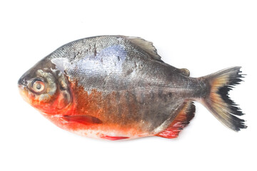 Fototapeta premium freshwater pomfret fish isolated on white background