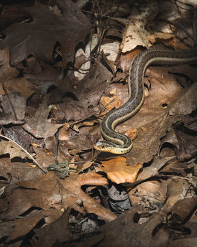 Common garter snake