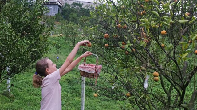 Teen girl cutting fresh oranges from tree using pruning shears on fruit farm during harvest, slow motion. Agriculture activity concept